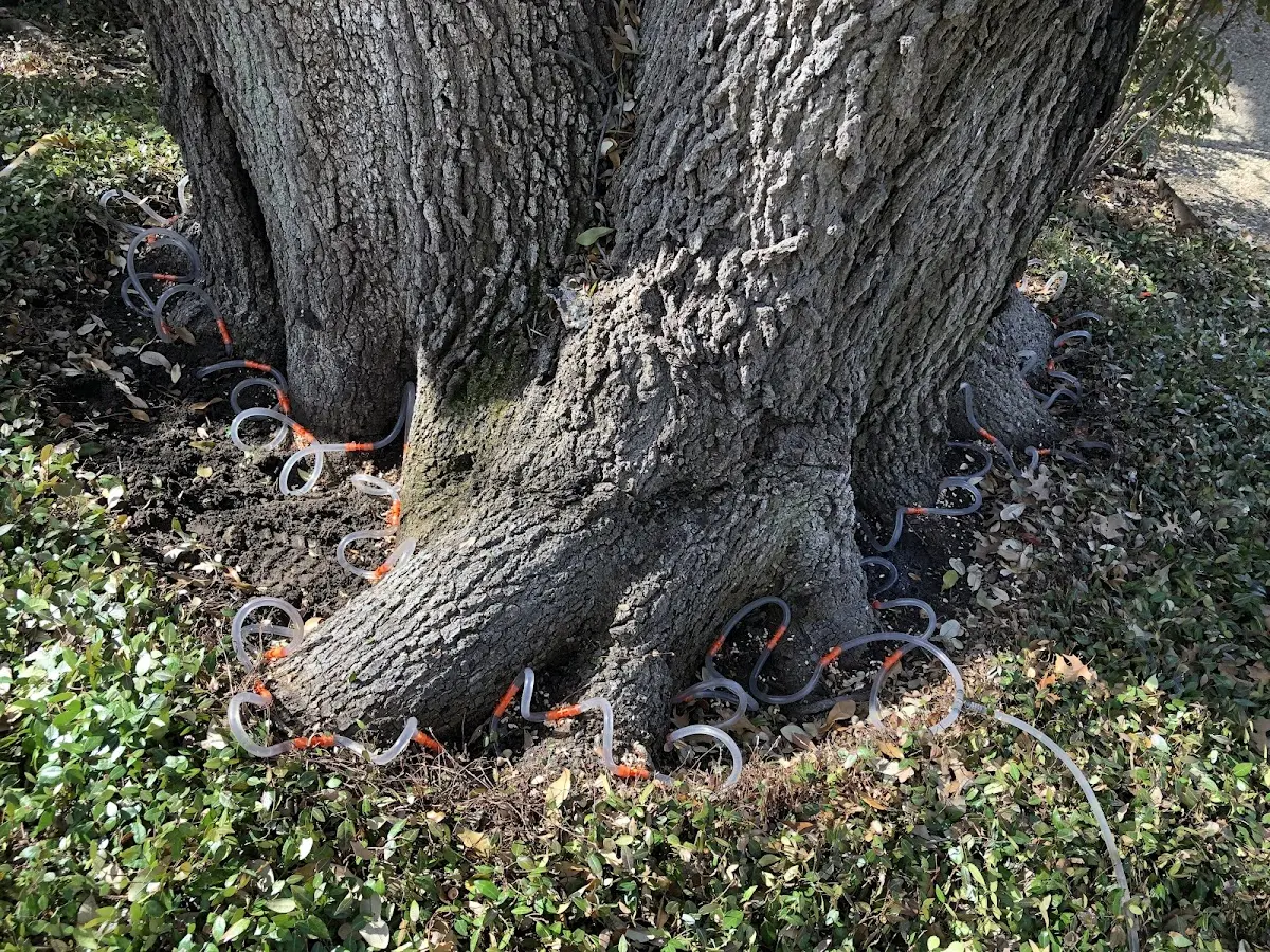 Detailed Tree Cabling and Bracing job site in Reidsville