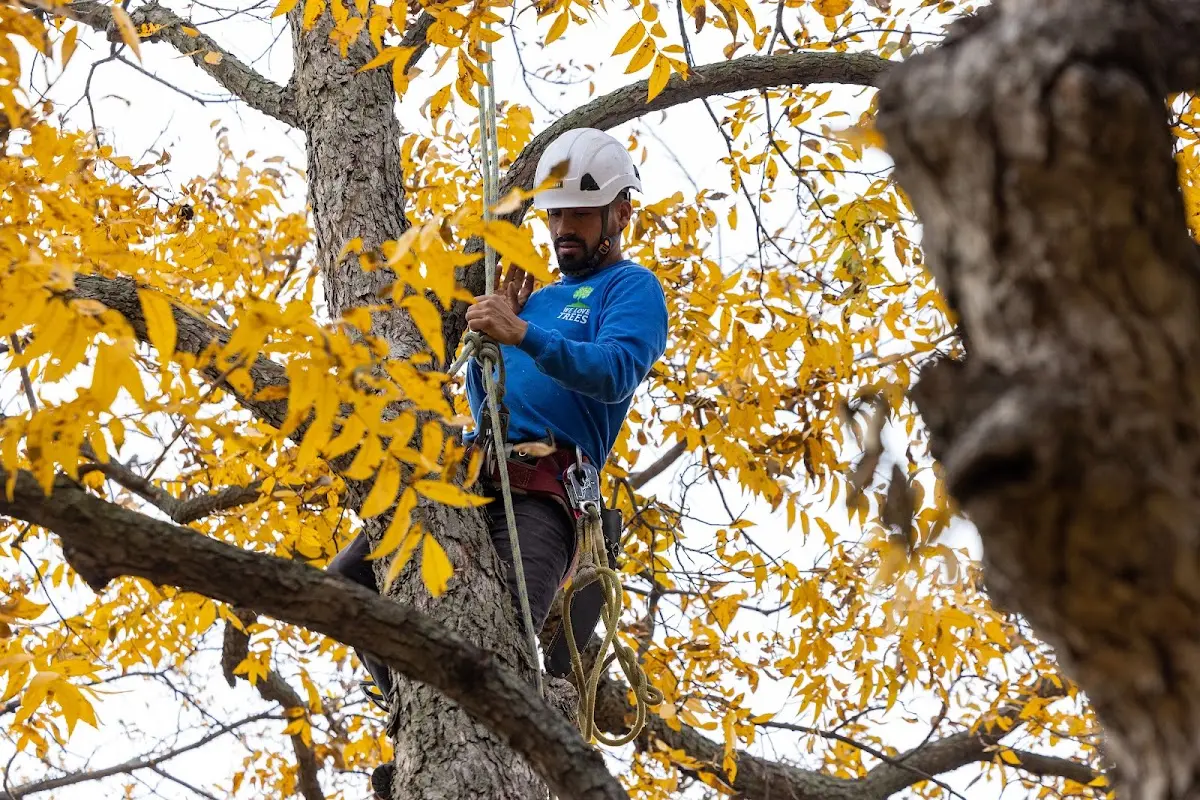 Skilled Tree Transplanting crew working in Reidsville