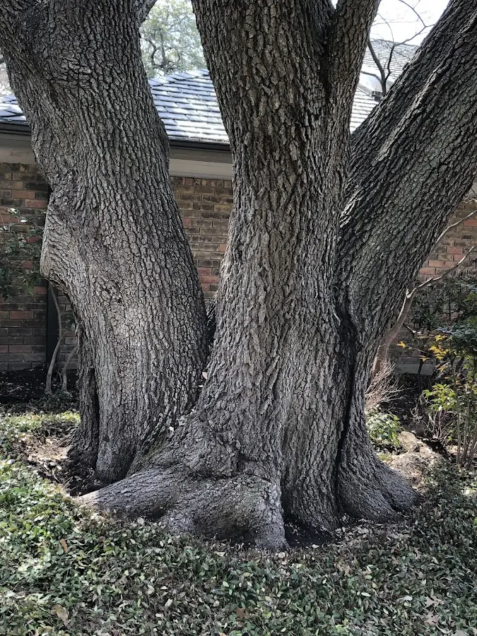 Mature heritage tree close to a Reidsville property cared for by certified arborists